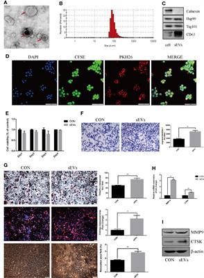 Osteosarcoma Cell-Derived Small Extracellular Vesicles Enhance Osteoclastogenesis and Bone Resorption Through Transferring MicroRNA-19a-3p